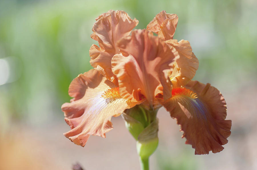 Dodge City Close Up. The Beauty of Irises Photograph by Jenny Rainbow