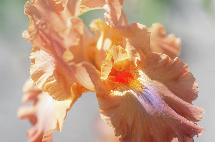 Dodge City Macro. The Beauty of Irises Photograph by Jenny Rainbow