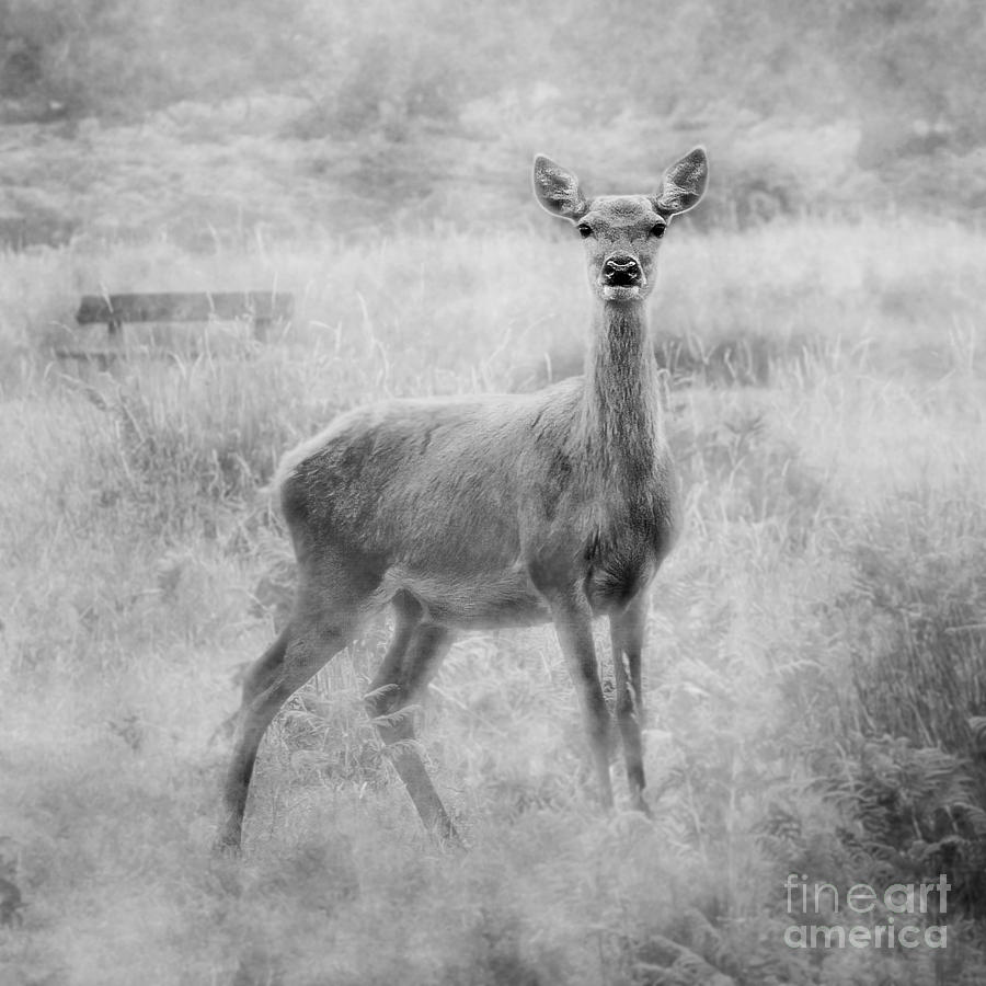Unique Photograph - Doe A Deer A Female Deer In Mono by Linsey Williams