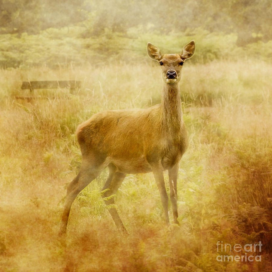 Doe A Deer A Female Deer Photograph by Linsey Williams