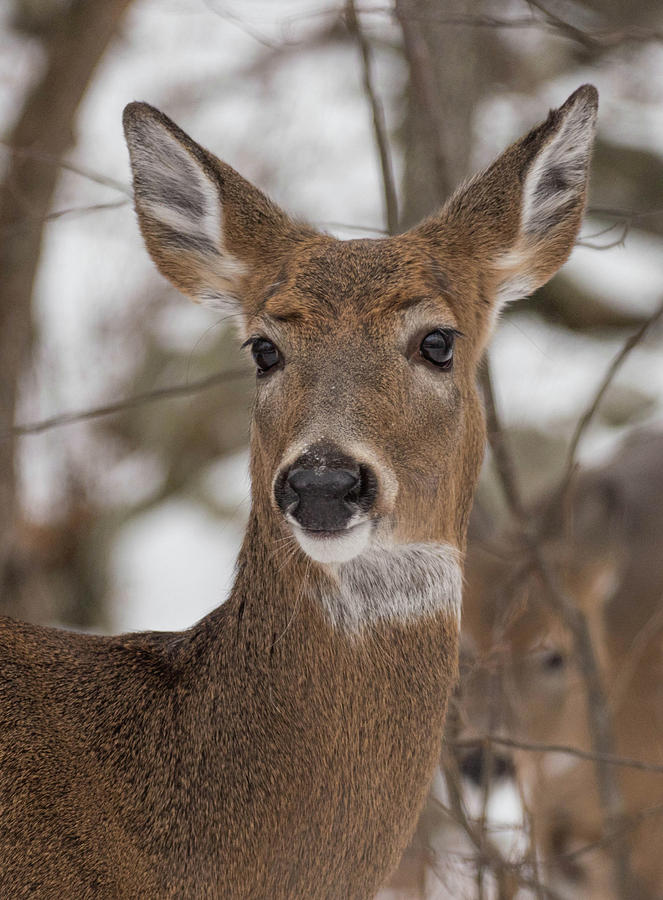 Doe a Deer Photograph by Jody Partin