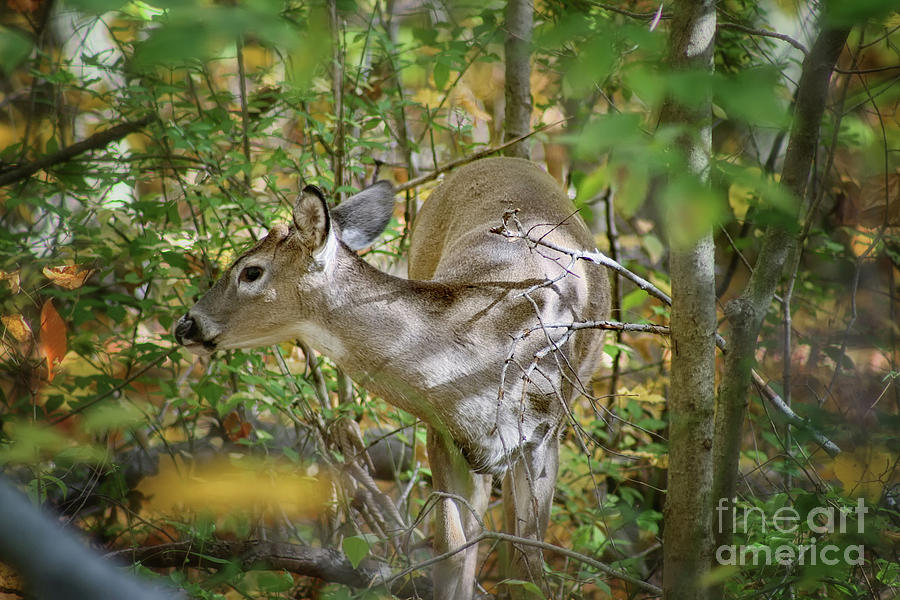 Doe a Deer Photograph by Karen Adams