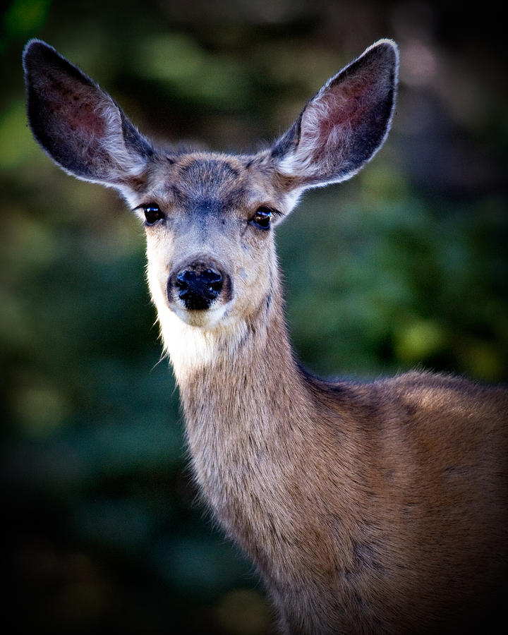 Doe A Deer Photograph by Lana Trussell