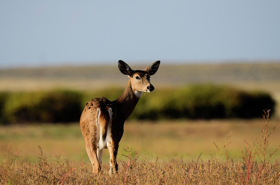 Doe - A Deer Photograph by Nate Heldman