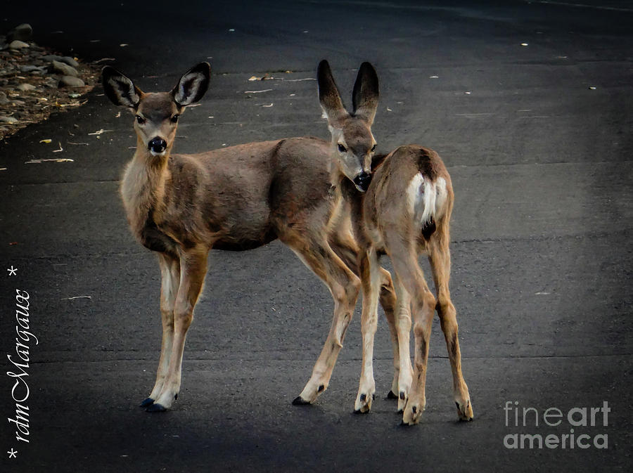 Deer Photograph - Doe A Deer by Margaux Dreamaginations