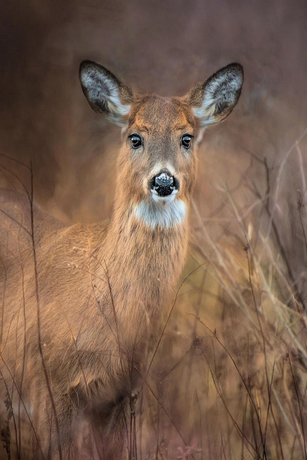 Doe a Deer Photograph by Robin-Lee Vieira
