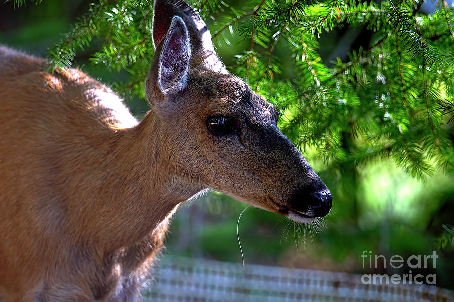 Deer Photograph - Doe A Deer by Sharon Talson