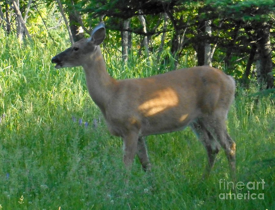 Doe a Deer Photograph by Wild Rose Studio