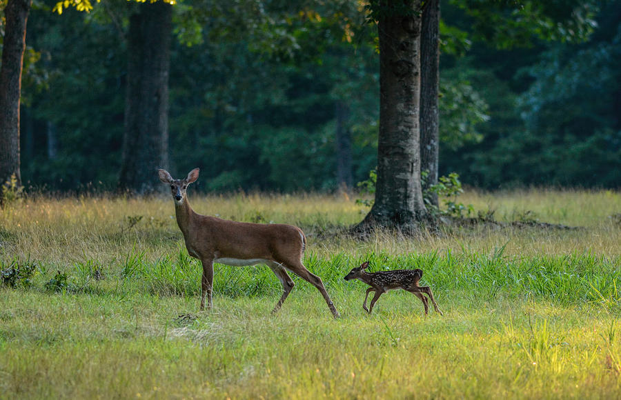 Doe And Fawn 063020150432 Photograph