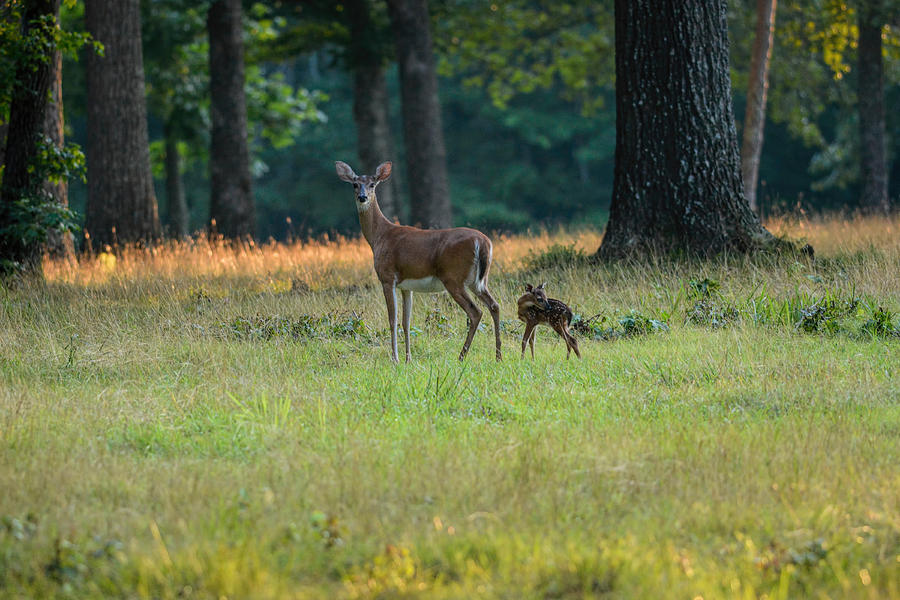 Doe And Fawn 063020150449 Photograph