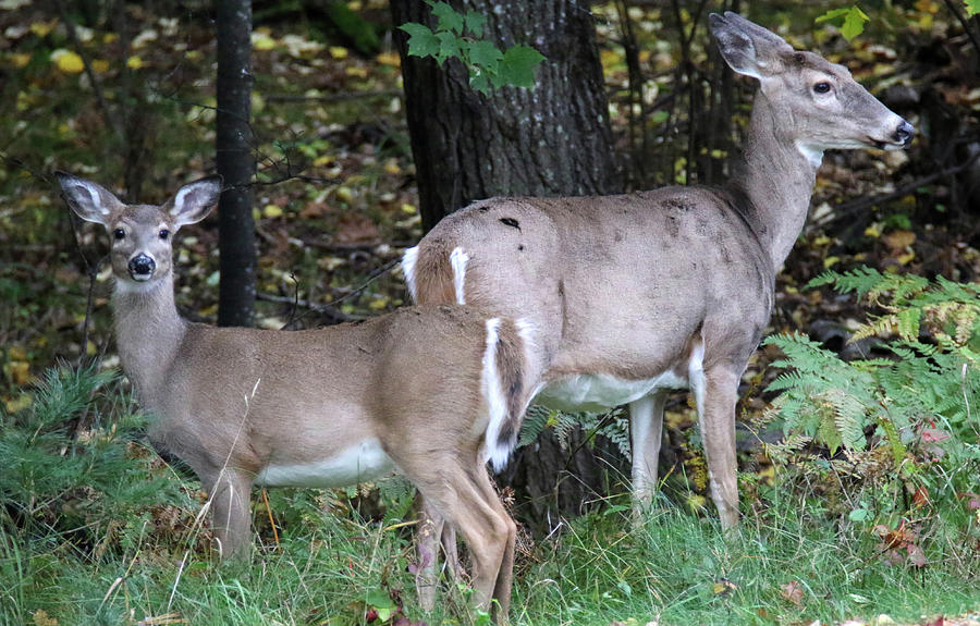Doe and Fawn 8 Photograph by Brook Burling