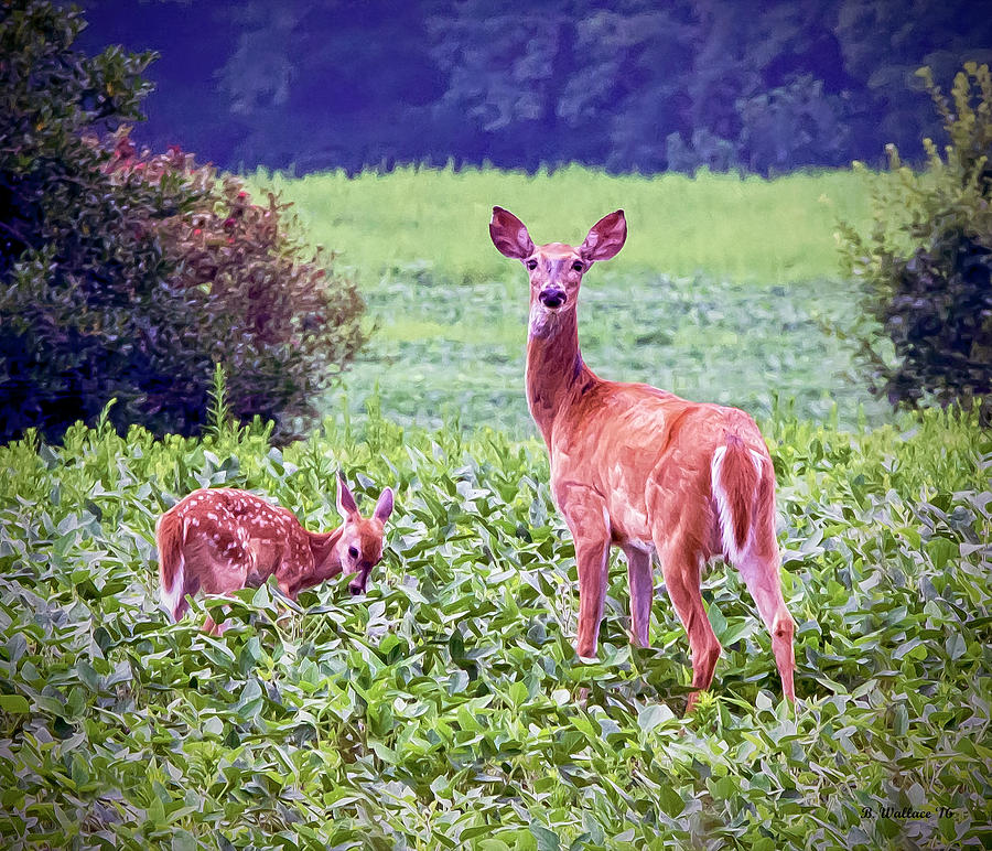 Doe And Fawn Photograph by Brian Wallace
