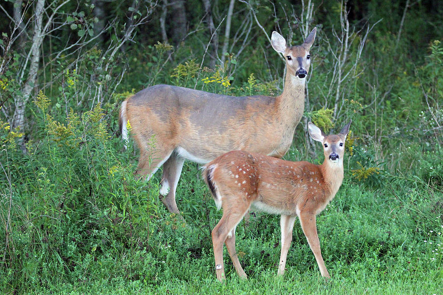 Doe and Fawn Photograph by Brook Burling