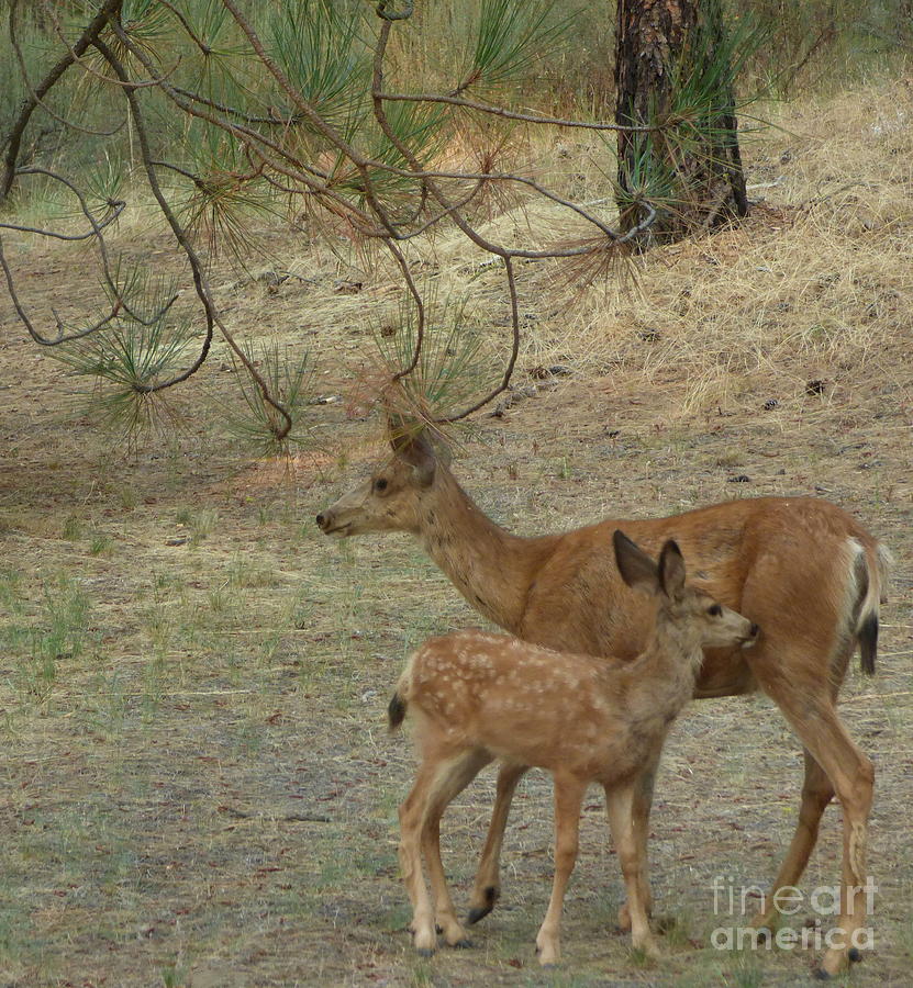 Doe and Fawn Photograph by Charles Robinson