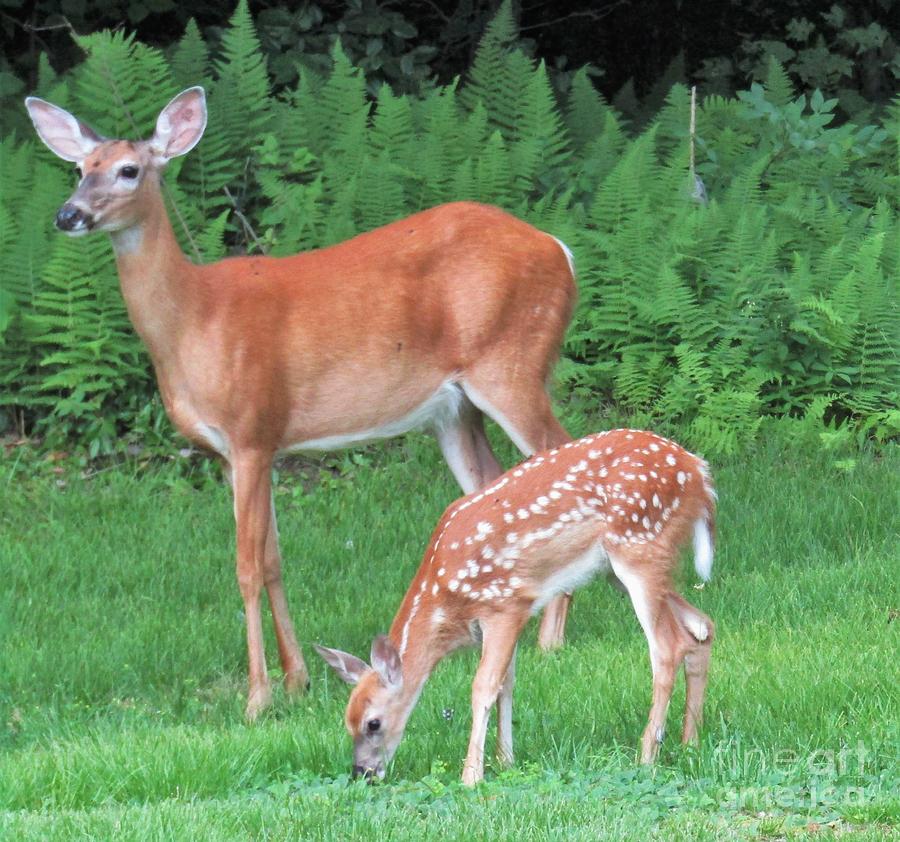 Doe and fawn Photograph by George Sonner
