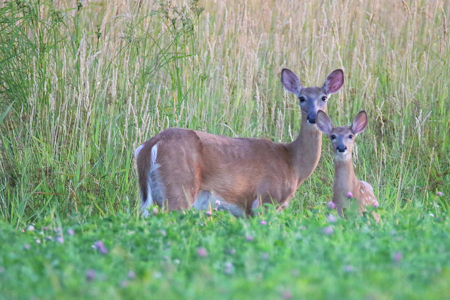 Doe and Fawn in Field Photograph by Brook Burling