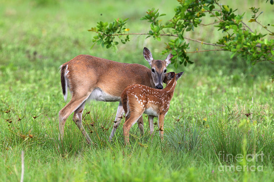 Nature Photograph - Doe and Fawn by Rick Mann