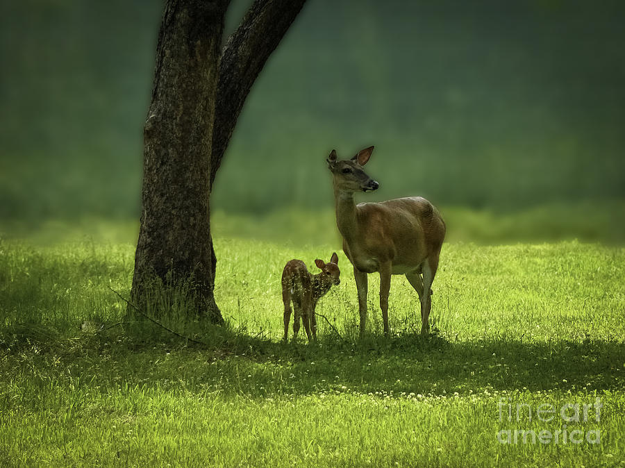 doe-and-fawn-photograph-by-teresa-a-and-preston-s-cole-photography