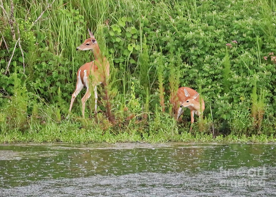 Doe and Fawn Visit the Pond Photograph by Carol Groenen