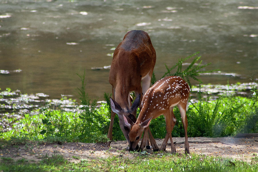 Doe and Fawn Whitetail Deer  Photograph by Kathy Clark