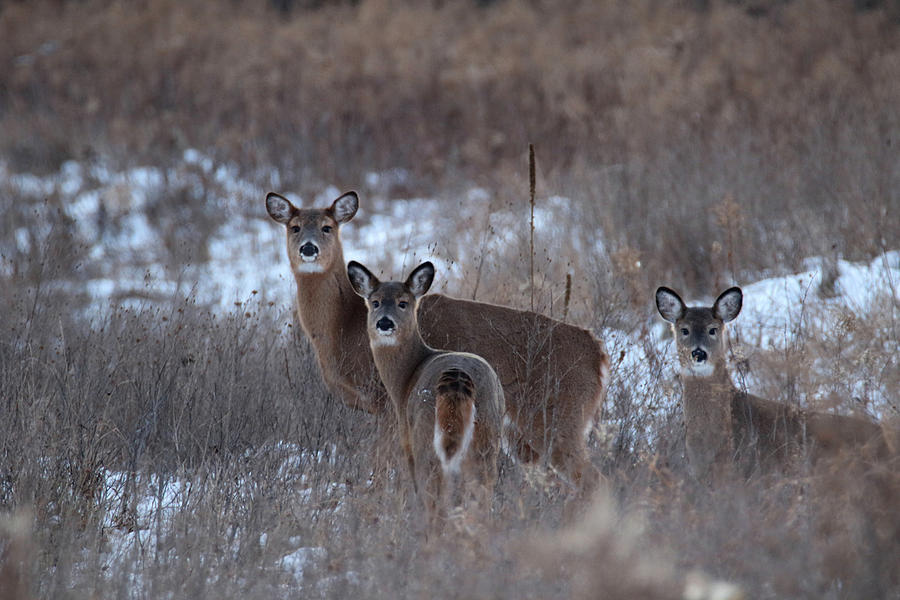 Doe and Fawns Photograph by Brook Burling