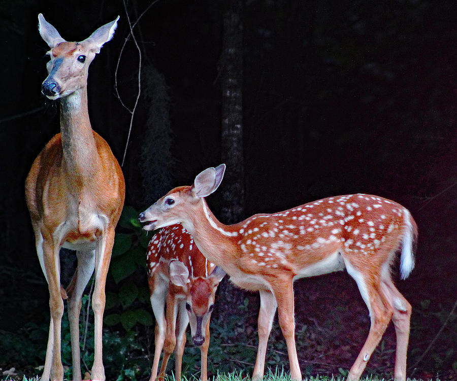 Animal Photograph - Doe And Her 2 Fawns by DB Hayes