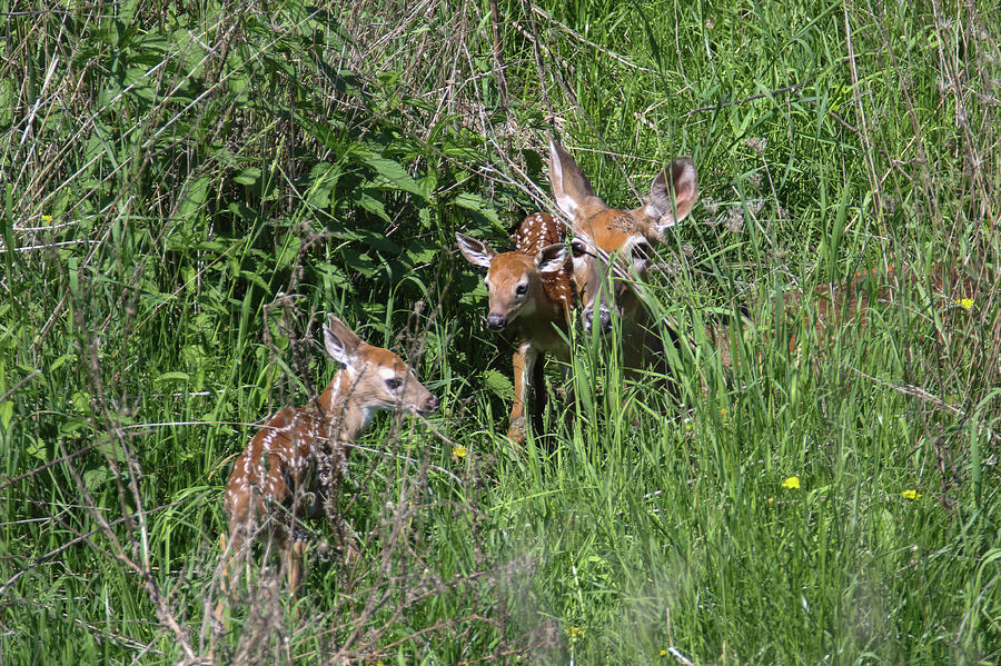 Doe and twin fawns Photograph by Brook Burling