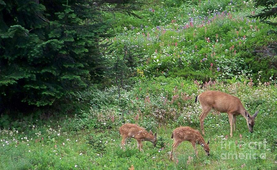 Doe and twin fawns Photograph by Charles Robinson