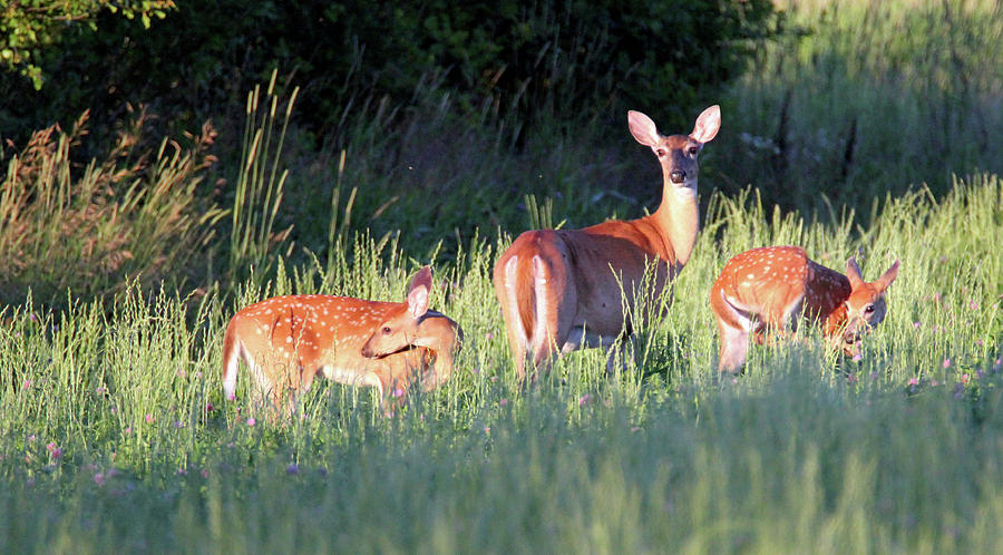 Doe and Two Fawns Photograph by Brook Burling
