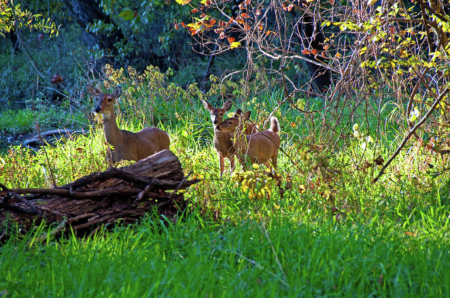 Deer Photograph - Doe and Two Fawns in Fall by PhyllisAnn Mains