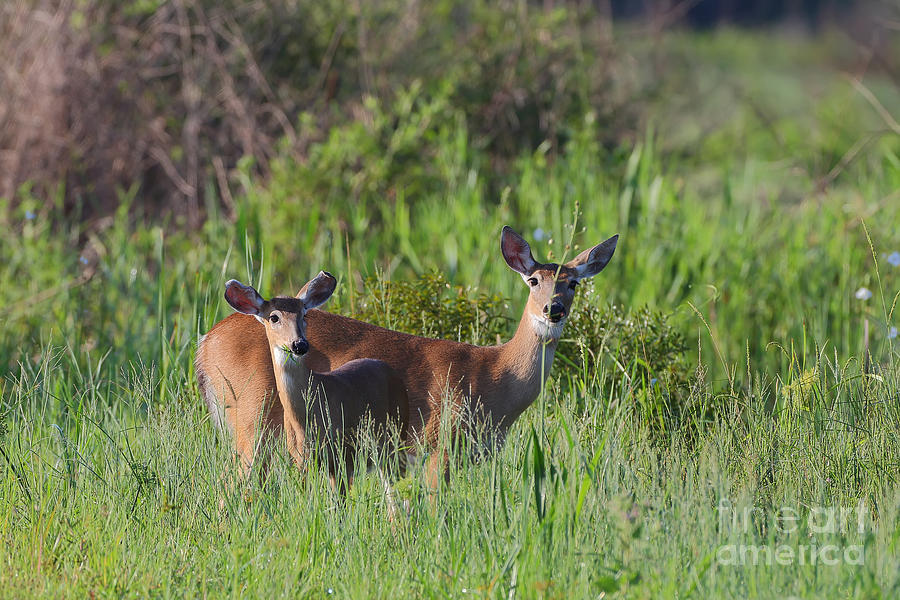 Doe and yearling Photograph by Rick Mann