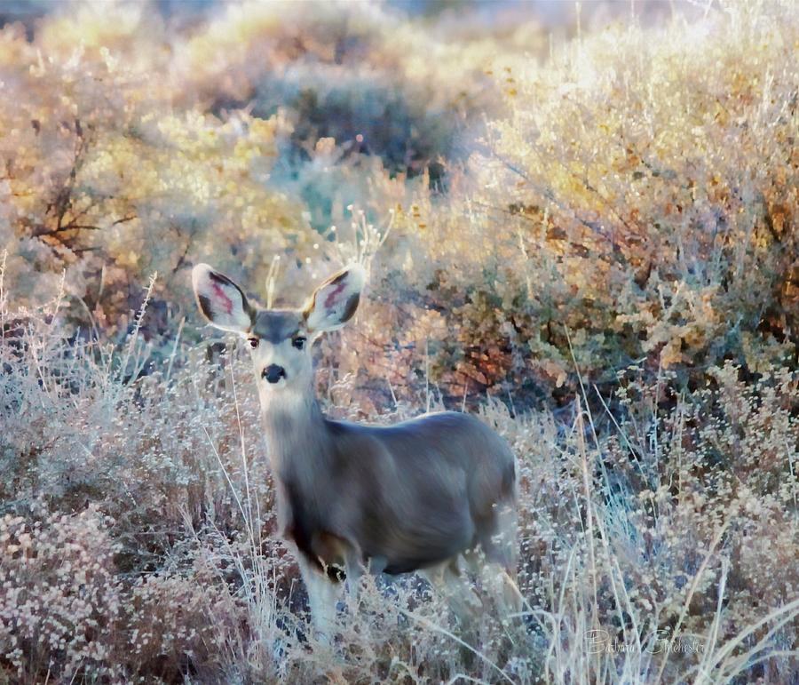 Doe At Dusk Bosque del Apache Mixed Media by Barbara Chichester