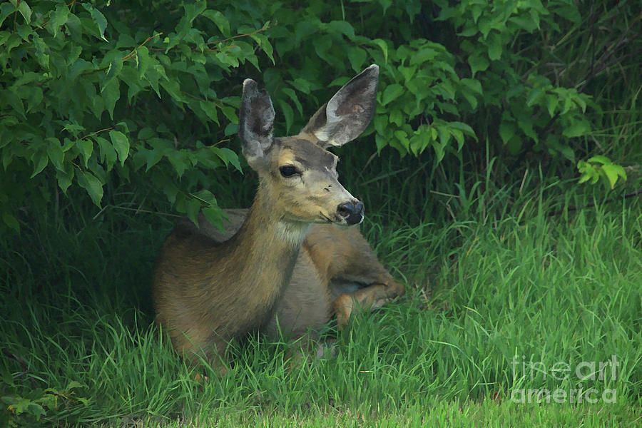 Doe at rest Photograph by Roland Stanke