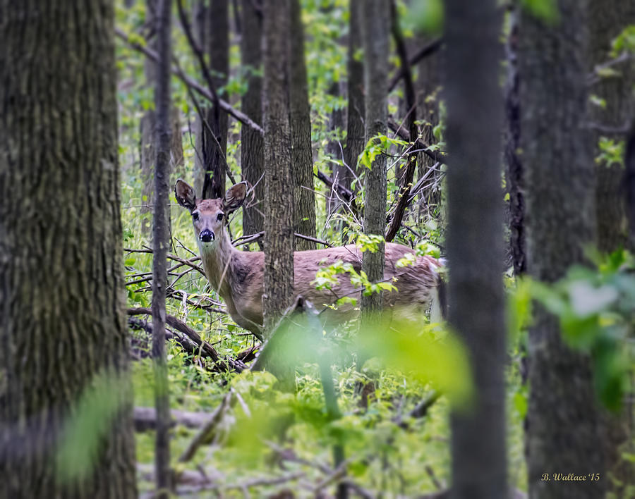 Doe Photograph by Brian Wallace