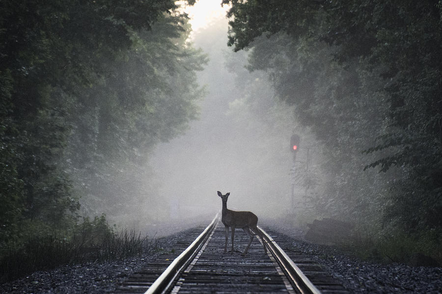 Train Photograph - Doe Crossing by Jim Pearson