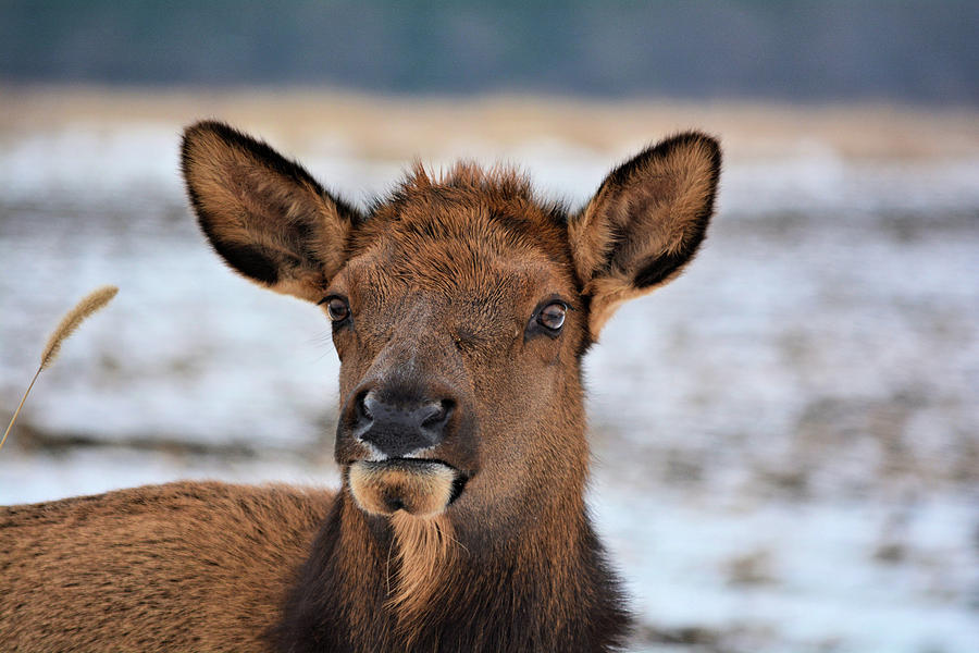 Doe Elk Photograph by Bonfire Photography