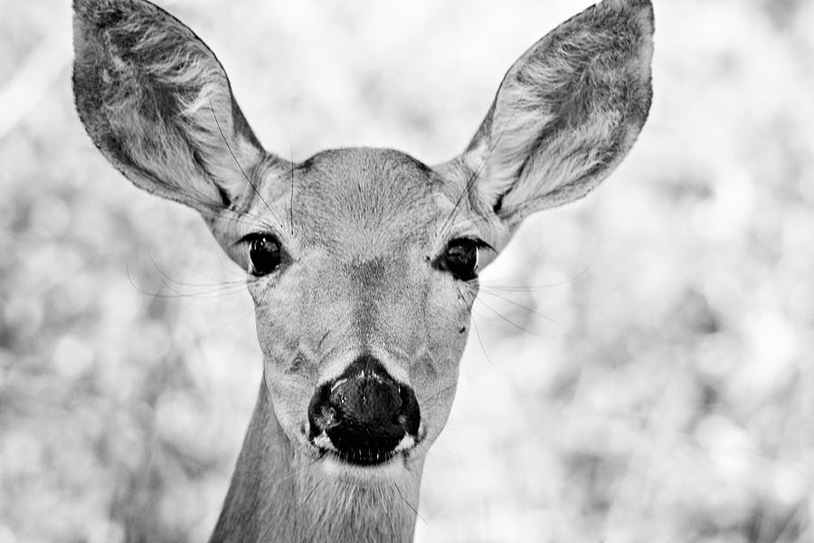 Doe Eyes - BW Photograph by Lana Trussell
