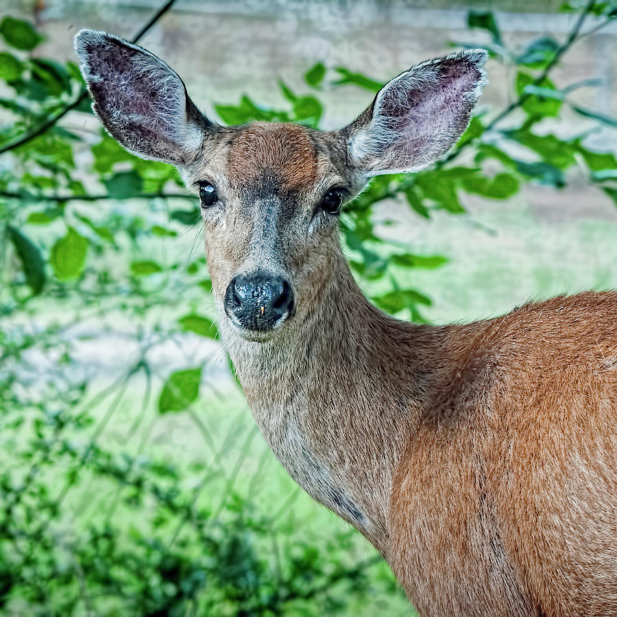 Doe Eyes Digital Art by Paul Roderick | Fine Art America