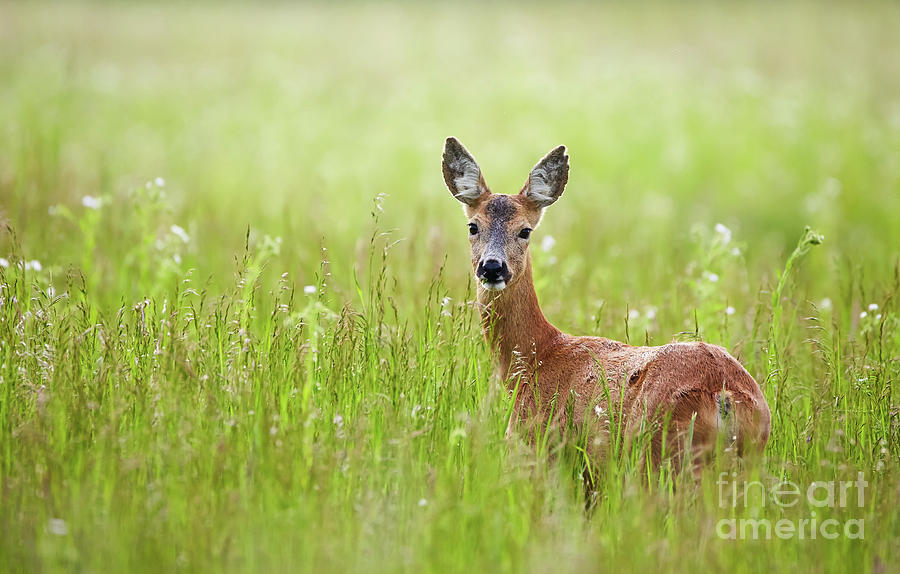 Doe in a grass field Photograph by Ragnar Lothbrok