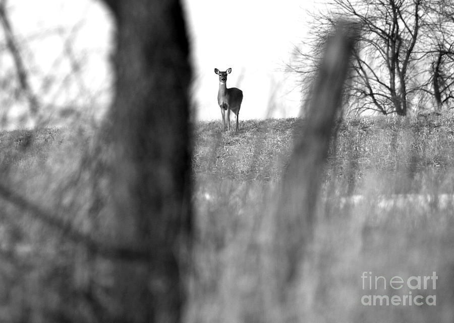 Doe in Autumn Black and White Photograph by Angela Rath