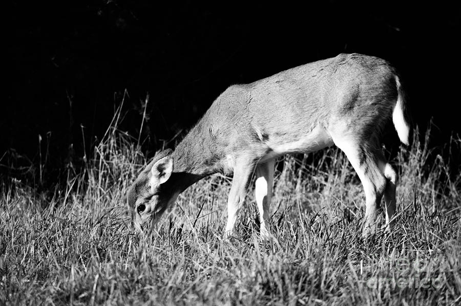 Doe in Black and White Photograph by Kathy Yeung