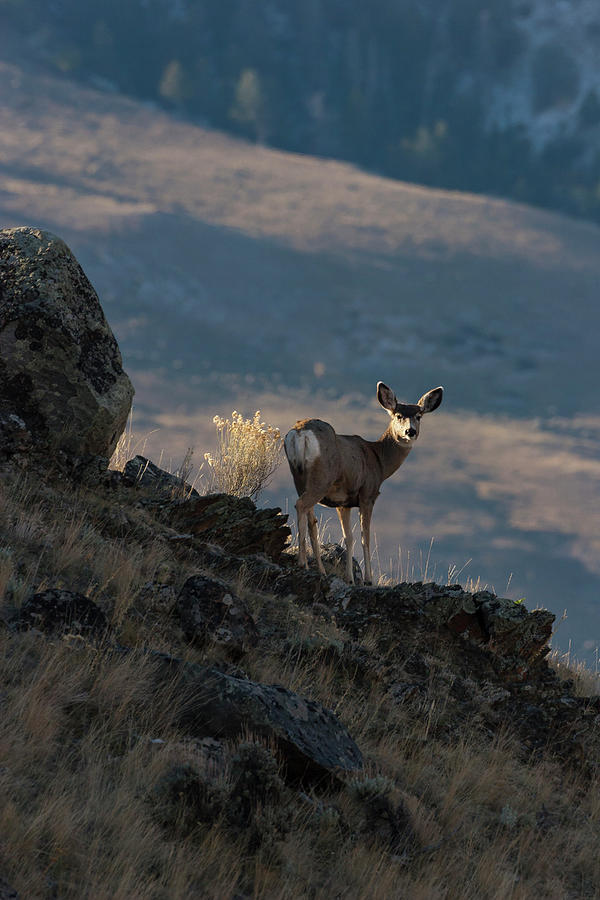 Doe in Dramatic Light Photograph by Mark Miller