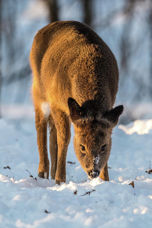 Deer Photograph - Doe In Morning Light by Paul Freidlund