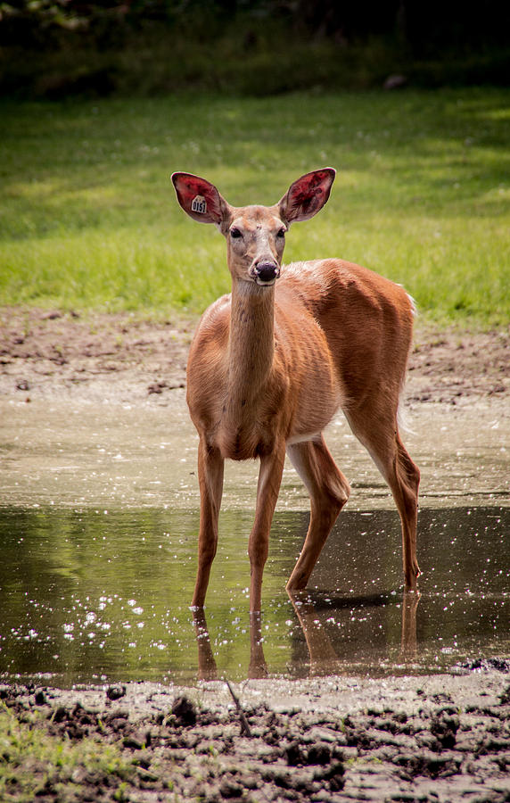 Doe in Pond by Shannon Kunkle Doe in Pond by Shannon Kunkle