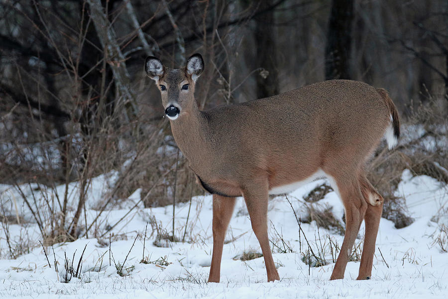 Doe In Snow 2 Photograph by Brook Burling