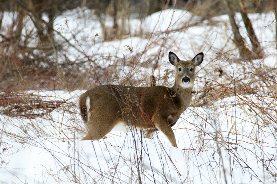 Doe In Snow 3 Photograph by Brook Burling