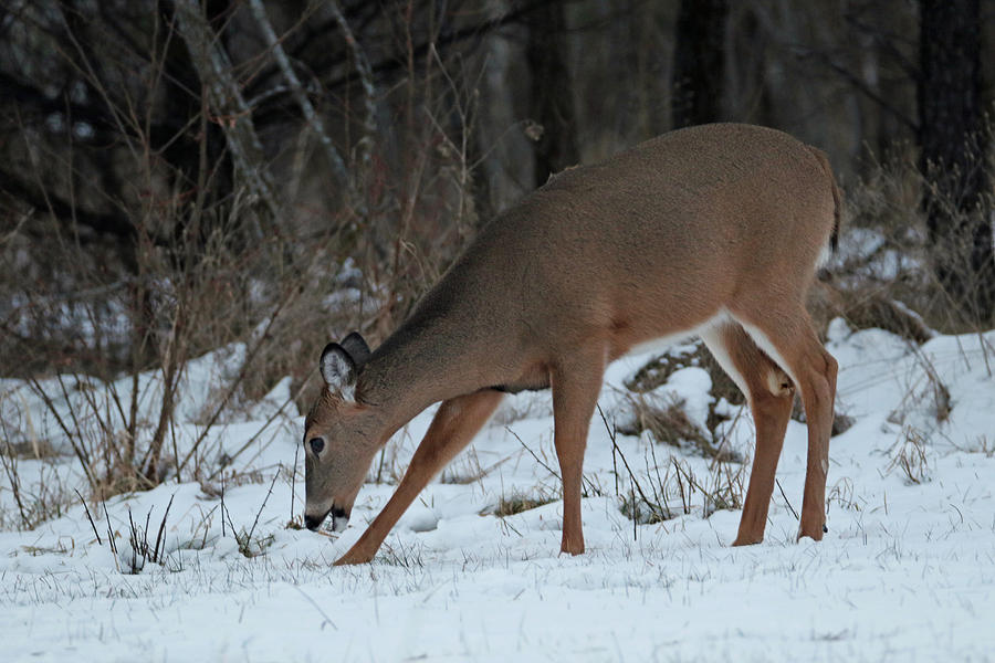 Doe In Snow Photograph by Brook Burling