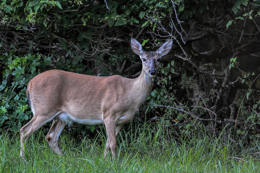 Doe In The Brush At Shiloh Tennessee 063020150360 Photograph