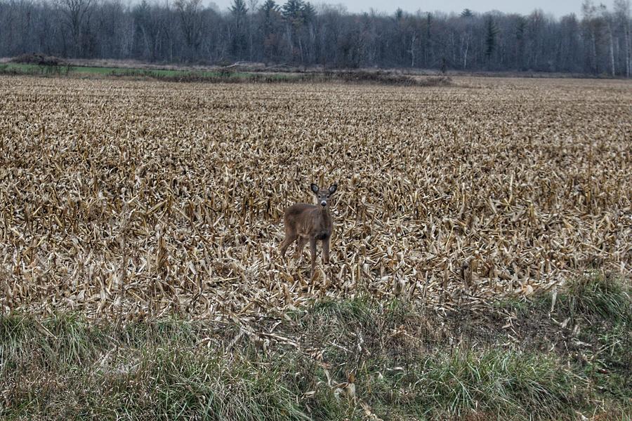 1018 - Doe in the Cornfield Photograph by Sheryl L Sutter