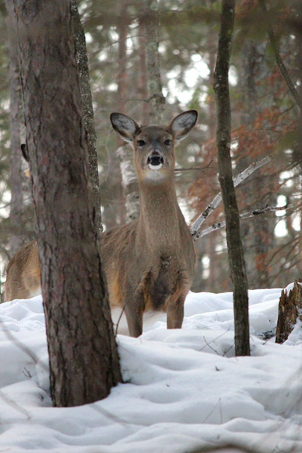 Doe In The Snow Photograph by Brook Burling